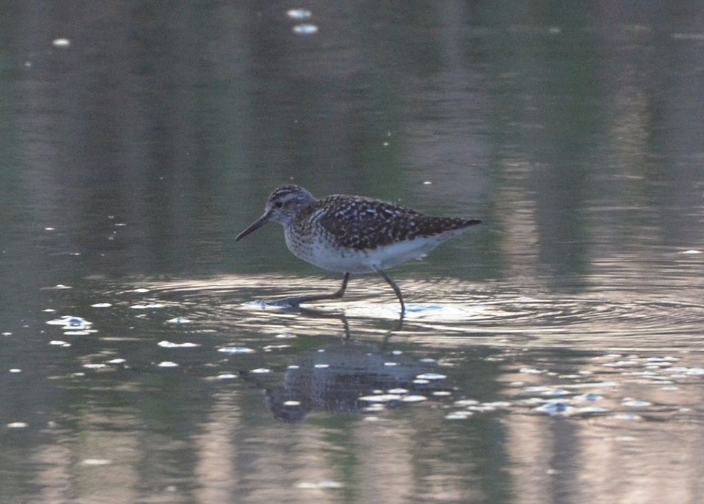 Piro piro boschereccio (Tringa glareola)